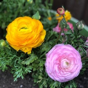 Meet your Posher, Gabriela